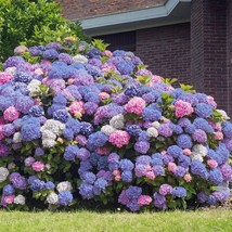 5 3 In 1 Hydrangea Garden Shrub Flowers Flower Bush Perennial Seeds  - £13.51 GBP