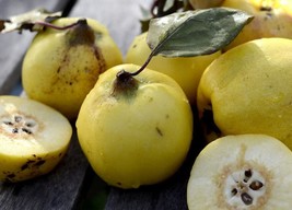 Fresh Seeds 30 Seeds European Quince Seeds Non Open Pollinated Suited For Canadi - £10.96 GBP