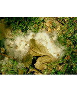 30 Eastern Cottonwood Seeds Populus Deltoides Var Deltoides Fresh Seeds - €11,71 EUR