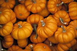 Jack Be Little Pumpkin Seeds 15+ Miniature Mini Tiny  - $6.69 CAD