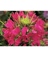100 SEEDS RASPBERRY SPIDER HEIRLOOM SEEDS INSTANT BEAUTY UPGRADE - $8.35