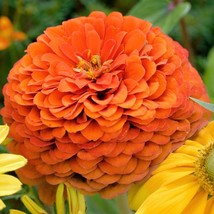 New Fresh Seeds 250 Orange King Zinnia Elegans Flower Seeds Fast Ship - £12.25 GBP