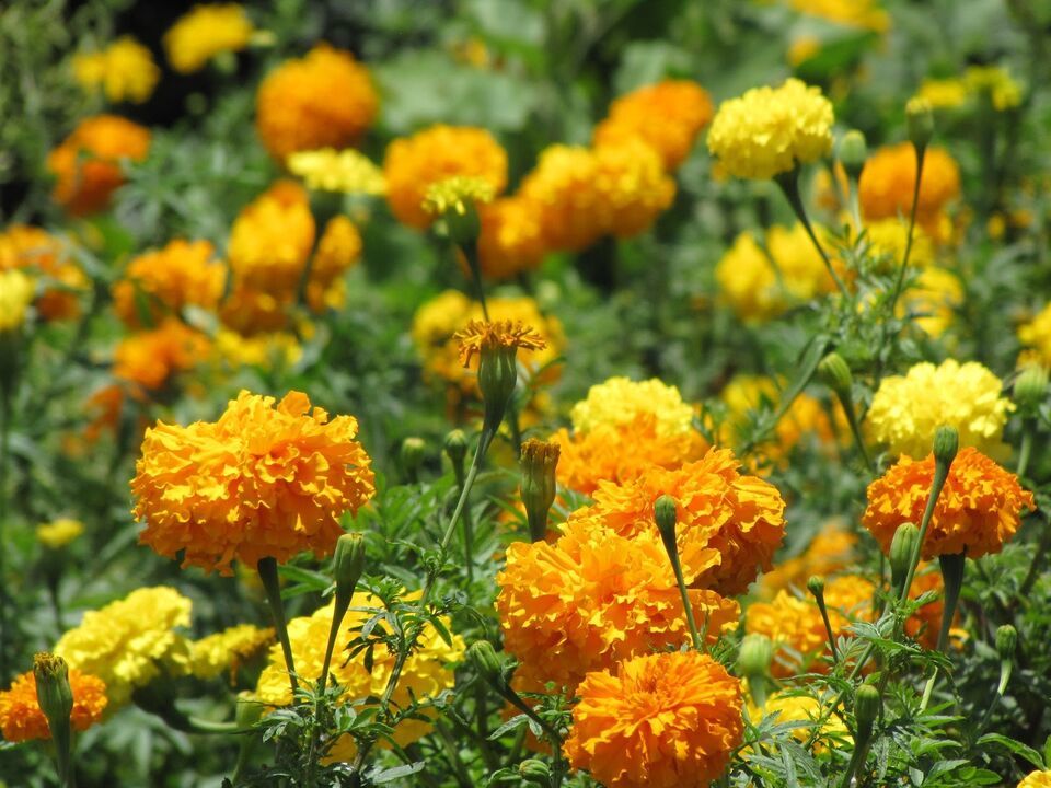300 African Marigold 3' Tall Flower Seeds Container Pollinators - $17.98