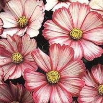 35+ Cosmos Red Picotee Flower Seeds Drought Tolerant Long Lasting Annual - $9.84