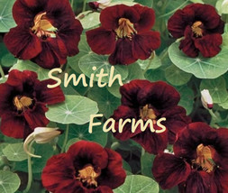 25 Seeds Black Velvet Nasturtium Flowers Garden From US - £8.13 GBP