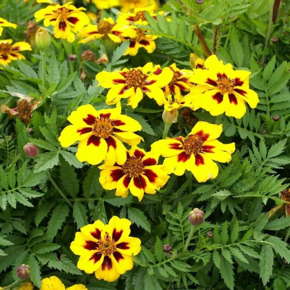 Dainty Marietta Marigold Dwarf Flower Tagetes Patula 150 Seeds  - £7.75 GBP