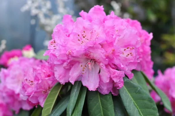 50+ California Pink Azalea Seed Rhododendron Macrophyllum Flower Shrub B... - £11.77 GBP