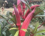 40 Royal Burgundy Okra Seeds #Okraseeds Fast Shipping - $8.99