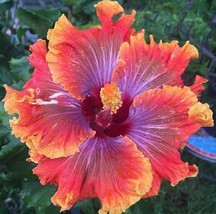 20 Purple Orange Pink Hibiscus Seeds Flowers Flower Seed Perennial Bloom Beautif - $11.28