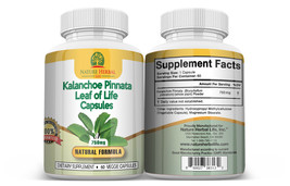 Capsulas Antioxidantes de Kalanchoe Pinnata Capsules (Bryophyllum Pinnatum) - £22.08 GBP