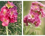 50 Seeds Matthiola incana StoX Antique Rose Pink Garden - $34.93