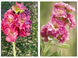 50 Seeds Matthiola incana StoX Antique Rose Pink Garden - £27.98 GBP