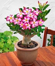 5 Seeds Mixed Color Desert Rose Plant Heirloom Seeds Quickly Watch Beauty Grow - £6.38 GBP