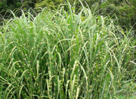 10 Pc Seeds Zebra Grass Plant, Miscanthus sinensis Zebrinus Seeds | RK - £20.14 GBP
