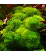 BUY 2 GET 1 FREE!!! CABOMBA GREEN-Freshwater Aquatic Live Plants  SUPER ... - £8.27 GBP