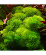 BUY 2 GET 1 FREE!!! CABOMBA GREEN-Freshwater Aquatic Live Plants  SUPER ... - $14.23 CAD