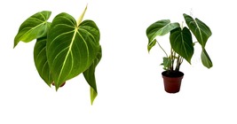 Velvet Philodendron, Philodendron Gloriosum in a 4 inch pot, Creeper Plant - £51.40 GBP