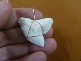 (S5-180) 1-5/16&quot; White TIGER SHARK Tooth silver wired pendant sharks nec... - $57.02
