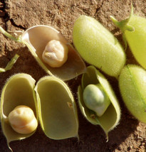 Marvel Chickpea Garbanzo Beans Egyptian Pea Indian Edamame Seed - $5.49