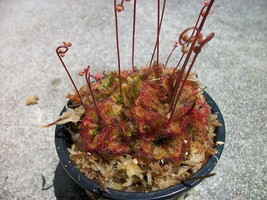 Carnivorous Spoon Leaf Sundew Drosera Spathulata Plant 3 inch pot - £9.76 GBP