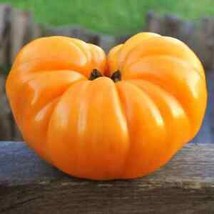 50 Seeds Dr. Wyche&#39;S Yellow Tomato Juicy Tomatoe Vegetable Edible Food Fresh Gar - £6.95 GBP