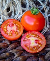 BEST 50 Seeds Easy To Grow Moneymaker Tomato Vegetable Tomatoe - £7.86 GBP