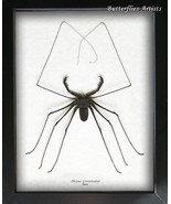 Whip Spider Tailless Scorpions Phryna Grossetaitai XXL Framed Entomology... - $176.57 CAD