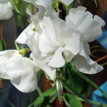 Sweet Pea Pearl White (Lathyrus Odoratus) 15 Seeds - £6.27 GBP