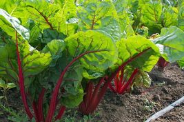 Ruby Red Swiss Chard Seeds, NON-GMO, Salad Greens, Colorful Heirloom, FR... - $1.67+