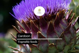30 Seeds Cardoon, Cynara Cardunculus, Ornamental Edible Perennial with A... - $5.54