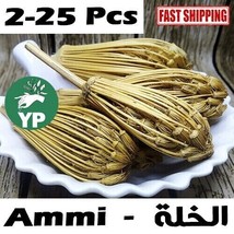 Natural Ammi Visnaga Khella Moroccan Herb Dried Organic Toothpick عشبة الخلة خلة - £7.48 GBP+