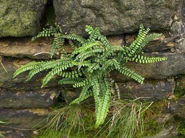 10 Maidenhair SPLEENWORT fern rhizome Asplenium platyneuron image 2