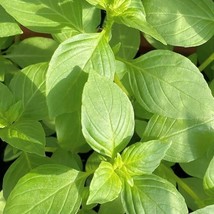 New Lime Basil Seeds Fresh USA Garden - $6.38