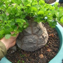 Dioscorea Elephantipes Imported Elephant&#39;S Foot Yam 5 Seeds Garden - £9.26 GBP