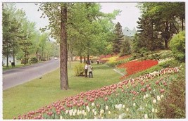 Postcard Tulips Along The Driveway Ottawa Ontario - £2.32 GBP