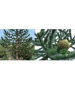 50 Seeds Araucaria Araucana Seeds for Planting Monkey Puzzle Tree Chilean Pine - $6.99