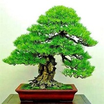 USA Seller 12 Seeds Bonsai Japanese Pine Tree Seeds Dwarf Mini Tree  - £8.40 GBP