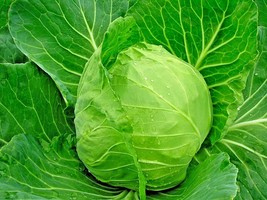 601 Jersey Wakefield Cabbage Seeds Easy Heirloom Spring Fall Garden Container - £9.57 GBP