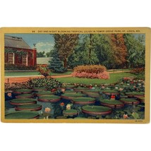 Vintage Postcard, Tropical Lilies in Tower Grove Park, St. Louis, Missouri - £7.96 GBP