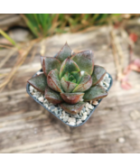 Echeveria Purpusorum - 100 Seeds - $23.10