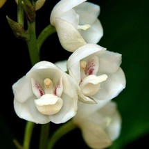 &#39;Dove Orchid&#39; or &#39;Holy Ghost Orchid&#39; ,Ghost Orchid seeds - £59.19 GBP
