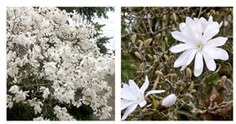 4&quot; Pot Stellata Magnolia Shrub Like Tree That Produces White Star Shaped Flowers - £44.78 GBP