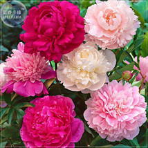 New Fresh Peony Mixed 6 Types Shrub Flower Seeds 6 Seeds Pack Big Blooms Flowers - £4.02 GBP