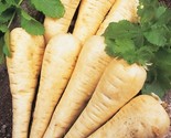 250 Hollow Crown Parsnip Seeds Fast Shipping - $8.99