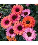 HS 50 Sunseeker Rainbow Coneflower Seeds Echinacea Flower Perennial Flow... - $5.99