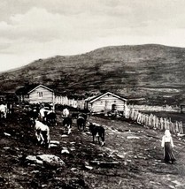 Norway Hillfarmer Photograph With Cattle Folk Life Agriculture c1900-1920s E9 - £31.28 GBP