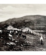 Norway Hillfarmer Photograph With Cattle Folk Life Agriculture c1900-192... - £31.45 GBP