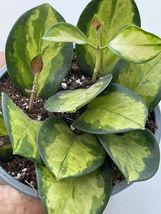 Rooted 4” Pot Hoya carnosa Tricolor&#39; variegated house plant - £38.71 GBP