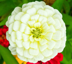 Zinnia Polar Bear Seeds Heirloom Flower Zinnia Elegans Pure White Blooms... - $12.99