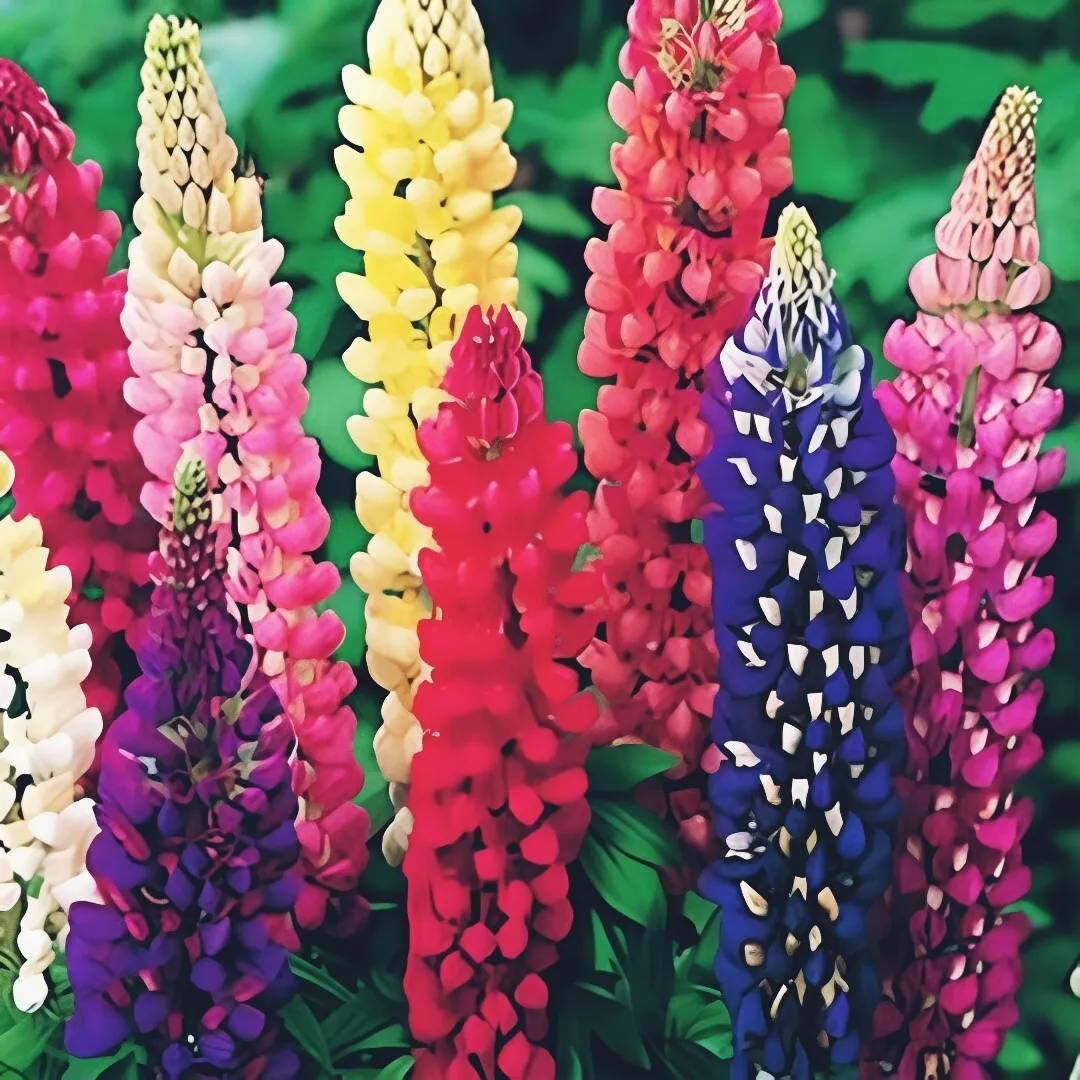 100 seeds. Russell Lupine Seeds, Mixed Colors, Lupinus polyphyllus - $9.50